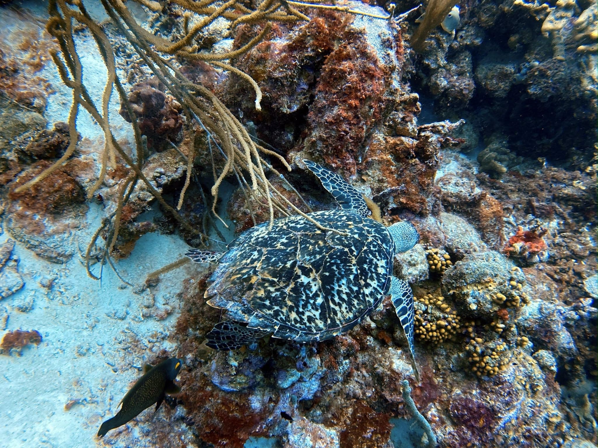 Zwemmen met schildpadden op Bonaire