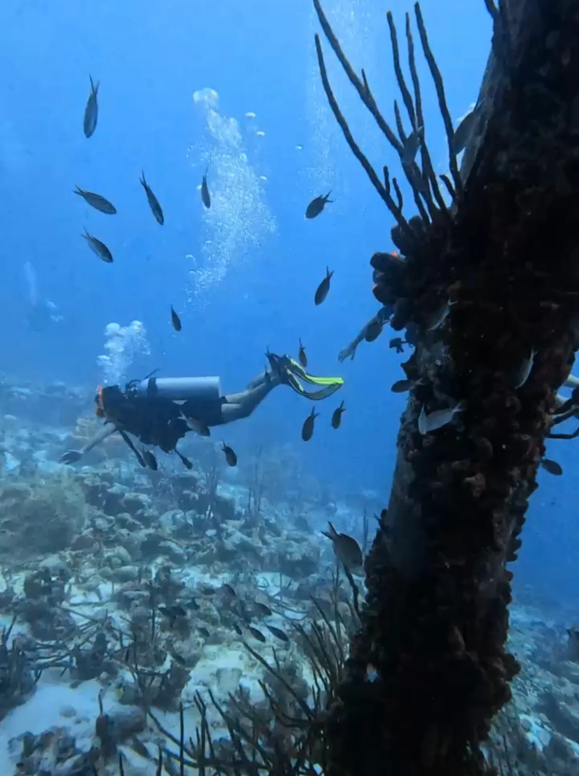 Het bruisende onderwaterleven van Bonaire: meer dan schildpadden
